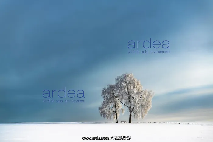 : Snow-covered Birches (Betula) in winter landscape : Snow-covered Birches (Betula) in winter landscape