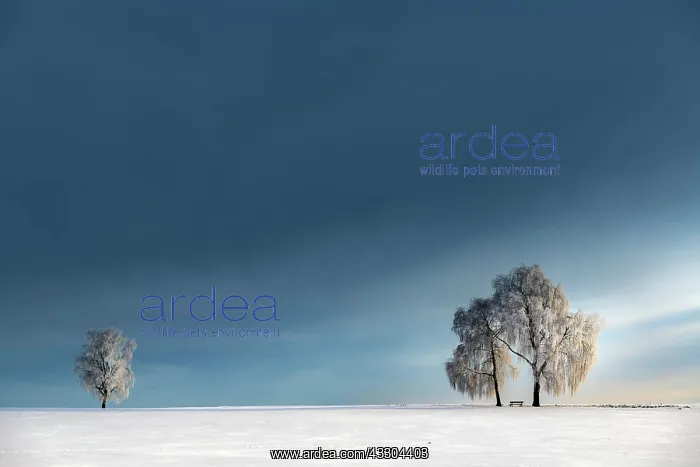 : Snow-covered Birches (Betula) in winter landscape : Snow-covered Birches (Betula) in winter landscape