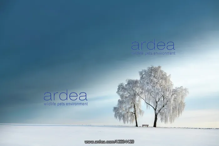 : Snow-covered Birches (Betula) in winter landscape : Snow-covered Birches (Betula) in winter landscape