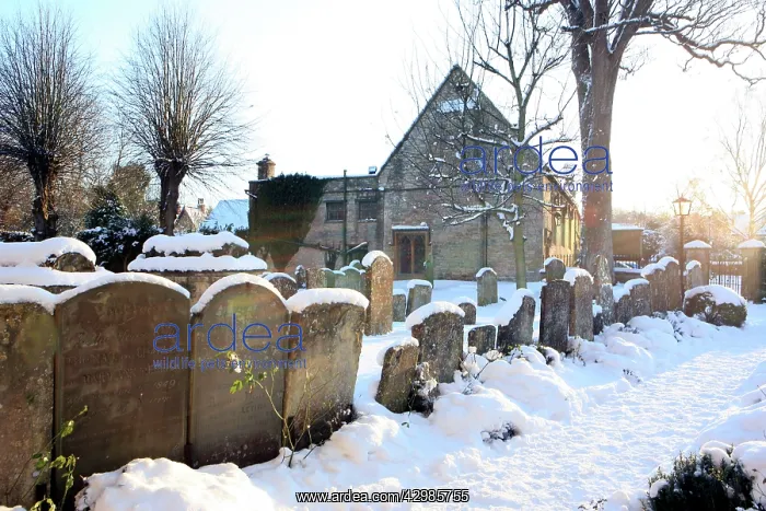 : Snow covered Church and Graveyard : Snow covered Church and Graveyard