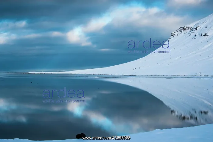 : Snow-covered coastal landscape with water reflection : Snow-covered coastal landscape with water reflection