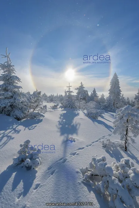 : Snow covered coniferous trees with halo and sun : Snow covered coniferous trees with halo and sun