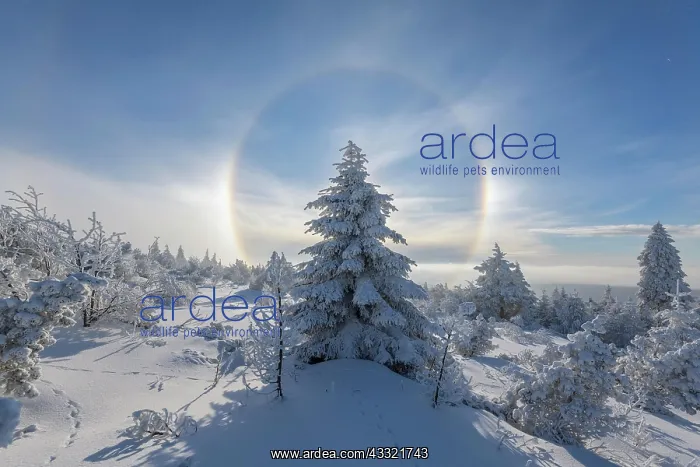 : Snow covered coniferous trees with halo and sun : Snow covered coniferous trees with halo and sun