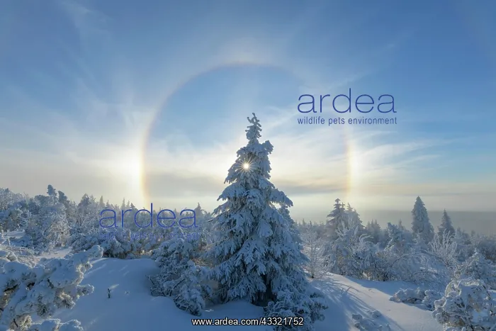 : Snow covered coniferous trees with halo and sun : Snow covered coniferous trees with halo and sun