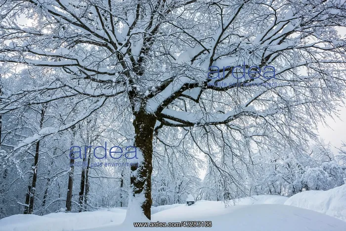 : Snow-covered deciduous tree, Plitvice Lakes National : Snow-covered deciduous tree, Plitvice Lakes National