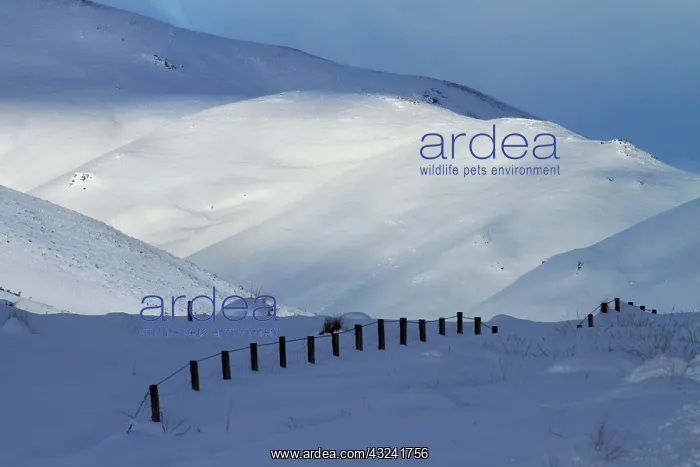 : Snow-covered farmland beside the Pigroot : Snow-covered farmland beside the Pigroot
