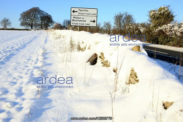 : Snow covered Field : Snow covered Field