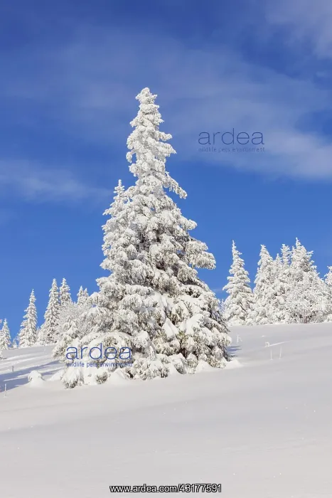 : Snow-covered fir trees, Feldberg area, Black Forest : Snow-covered fir trees, Feldberg area, Black Forest