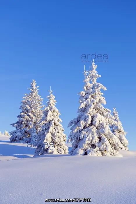 : Snow-covered fir trees, Feldberg area, Black Forest : Snow-covered fir trees, Feldberg area, Black Forest