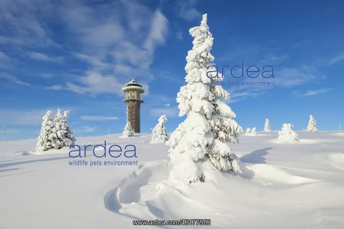 : Snow-covered fir trees with Feldberg tower, Feldberg : Snow-covered fir trees with Feldberg tower, Feldberg