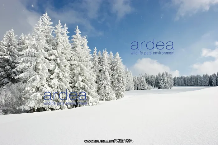 : Snow-covered fir trees, Thurner, Sankt M&, xe4;rgen : Snow-covered fir trees, Thurner, Sankt M&, xe4;rgen