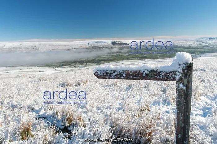  : Snow covered footpath sign in Wensleydale, North