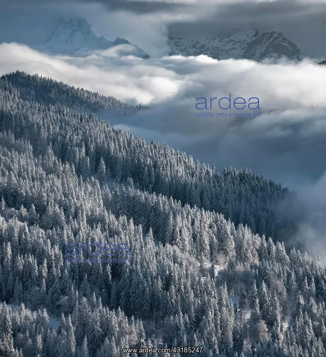 : Snow-covered forest and mountains between clouds : Snow-covered forest and mountains between clouds