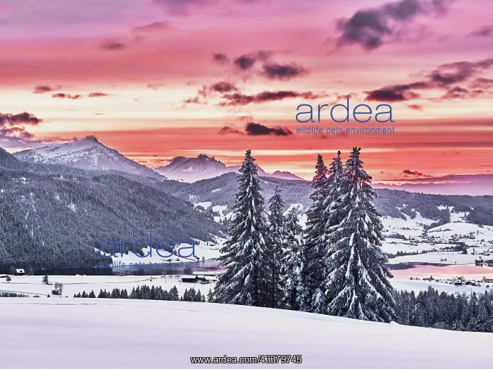 : Snow-covered forest with view of Lake Aegeri behind : Snow-covered forest with view of Lake Aegeri behind