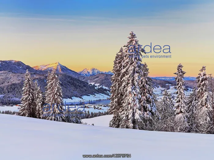 : Snow-covered forest with view of Lake Aegeri behind : Snow-covered forest with view of Lake Aegeri behind
