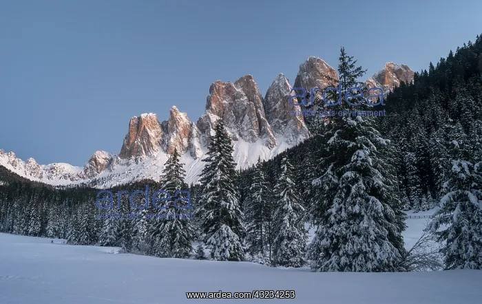 : Snow-covered Geisler Mountain Range or Gruppo : Snow-covered Geisler Mountain Range or Gruppo