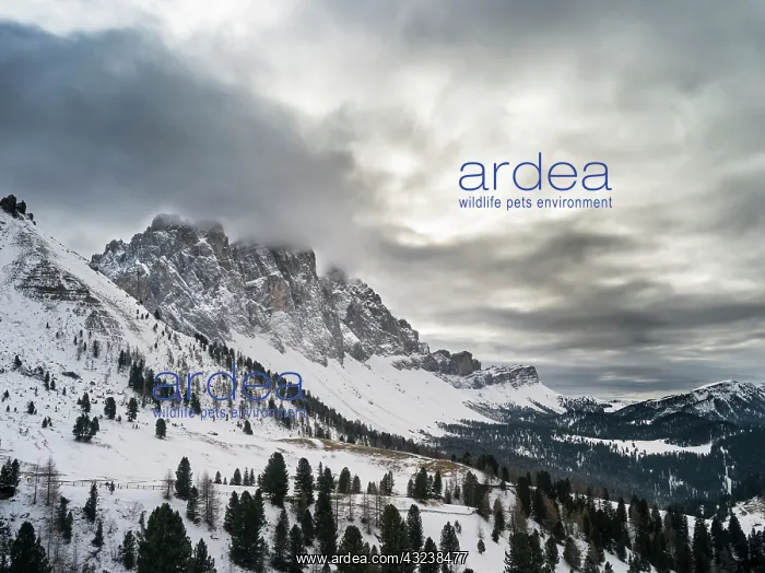 : Snow-covered Geisler Mountain Range or Gruppo : Snow-covered Geisler Mountain Range or Gruppo