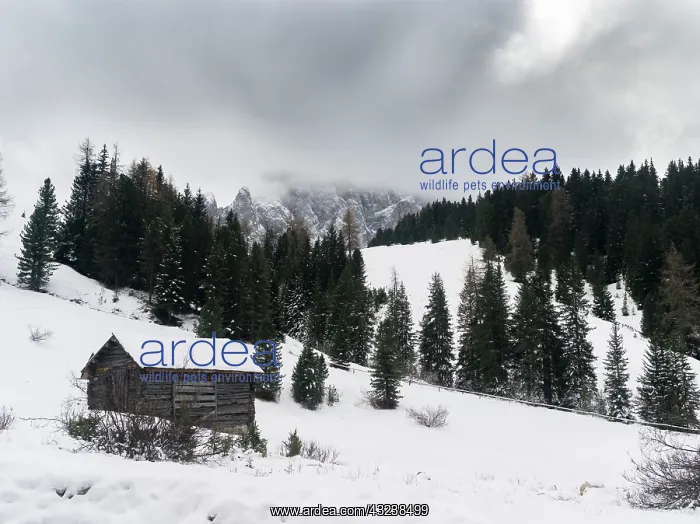 : Snow-covered Geisler Mountain Range or Gruppo : Snow-covered Geisler Mountain Range or Gruppo