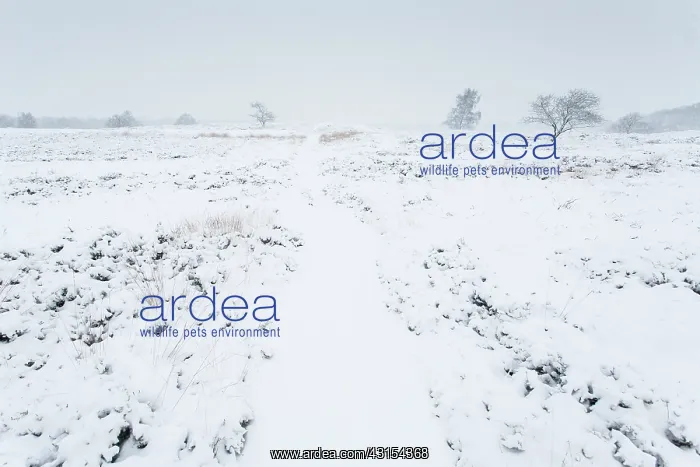 : Snow covered heathland with heather : Snow covered heathland with heather