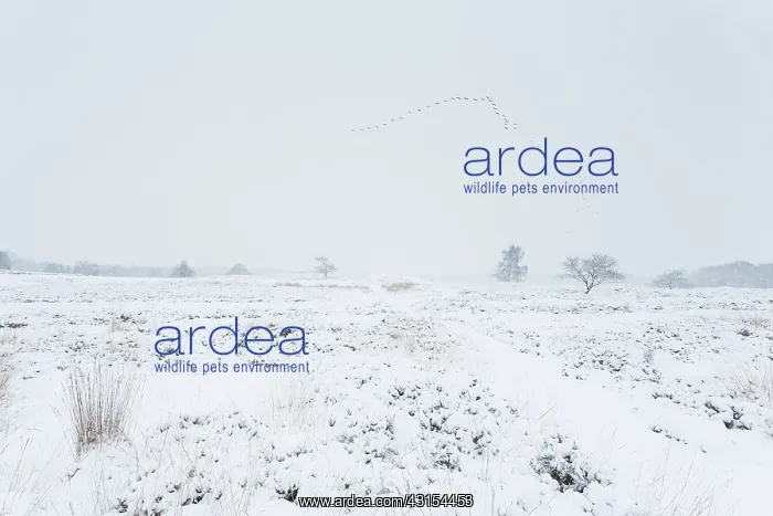 : Snow covered heathland with heather : Snow covered heathland with heather