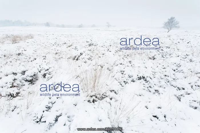 : Snow covered heathland with heather : Snow covered heathland with heather