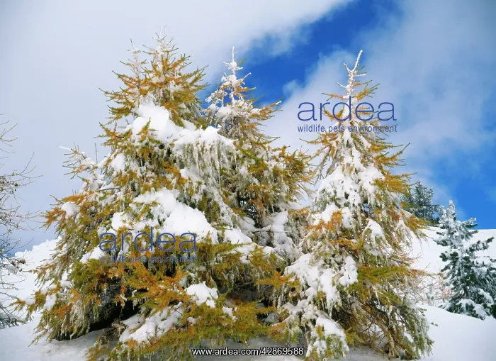 : Snow covered high altitude LARCHES : Snow covered high altitude LARCHES