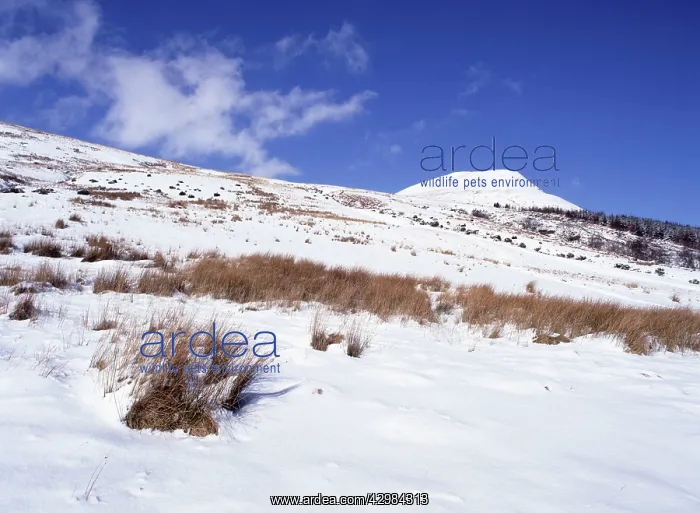 : Snow covered Hillside : Snow covered Hillside