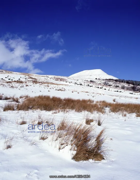 : Snow covered Hillside : Snow covered Hillside