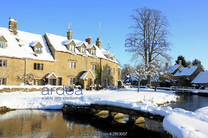 : Snow covered Houses and river : Snow covered Houses and river