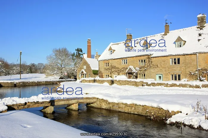 : Snow covered Houses and river : Snow covered Houses and river