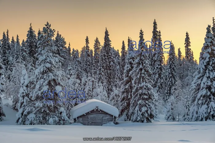 : Snow-covered hut in winter landscape, morning atmosphere : Snow-covered hut in winter landscape, morning atmosphere