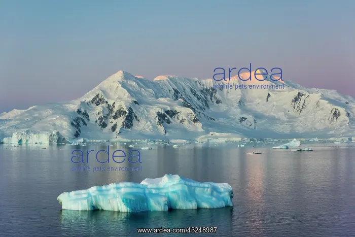 : Snow covered island and floating ice in South Atlantic : Snow covered island and floating ice in South Atlantic