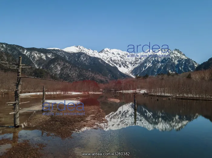 : Snow-covered Japanese Alps reflected in Lake Taisho : Snow-covered Japanese Alps reflected in Lake Taisho