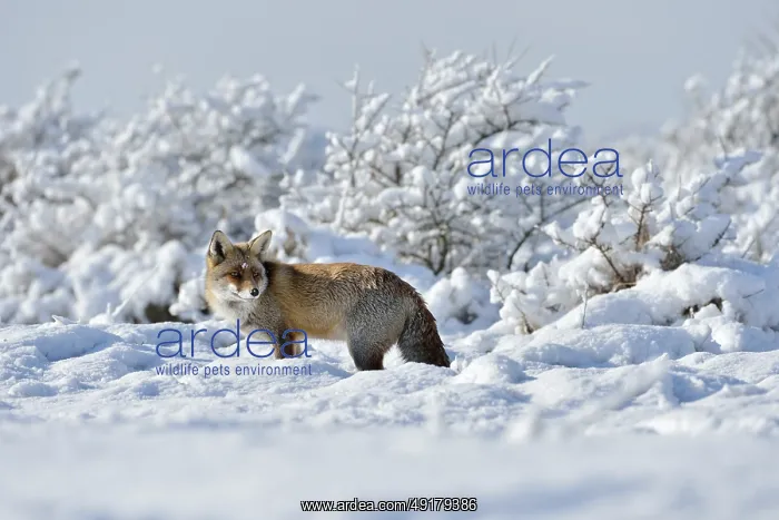 : In a snow-covered landscape... Red fox (Vulpes vulpes) in winter : In a snow-covered landscape... Red fox (Vulpes vulpes) in winter