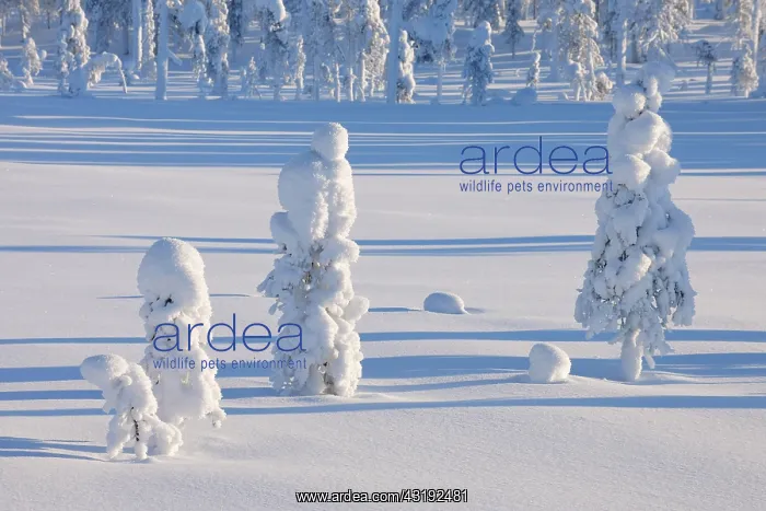 : Snow covered landscape in winter, Posio, Kuusamo : Snow covered landscape in winter, Posio, Kuusamo