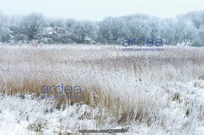 : Snow-covered marsh with hoar frost on trees and unidentified : Snow-covered marsh with hoar frost on trees and unidentified