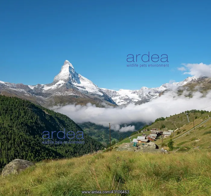 : Snow-covered Matterhorn, mountain village with wooden : Snow-covered Matterhorn, mountain village with wooden