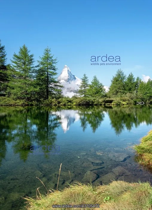 : Snow-covered Matterhorn reflected in the lake, Lake : Snow-covered Matterhorn reflected in the lake, Lake