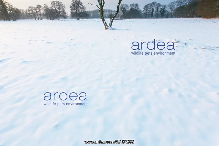 : Snow covered meadow with dead tree : Snow covered meadow with dead tree
