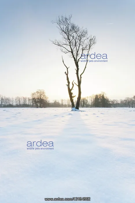 : Snow covered meadow with dead tree : Snow covered meadow with dead tree