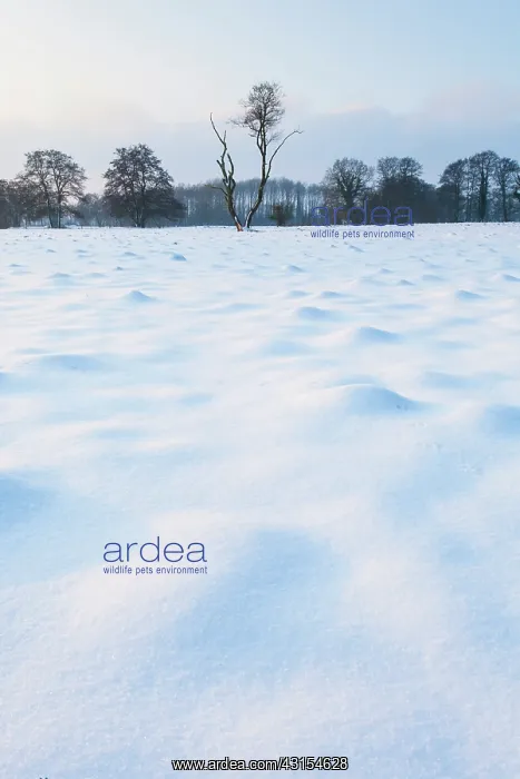 : Snow covered meadow with dead tree : Snow covered meadow with dead tree