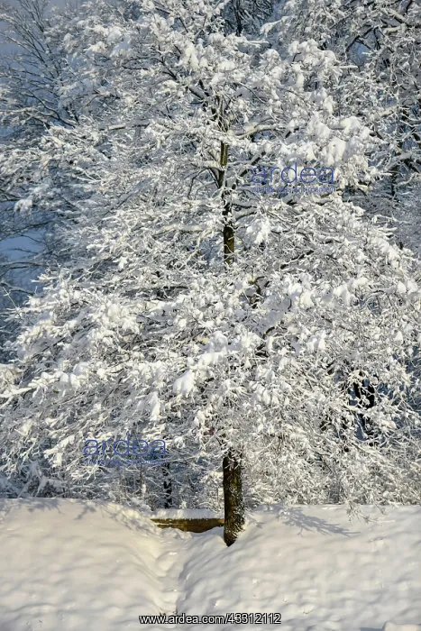 : Snow-covered meadow at the edge of the forest with : Snow-covered meadow at the edge of the forest with
