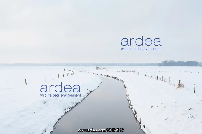 : Snow covered meadow with stream and fence poles : Snow covered meadow with stream and fence poles