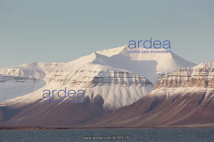 : Snow-covered mountain range at Billefjord - Svalbard : Snow-covered mountain range at Billefjord - Svalbard