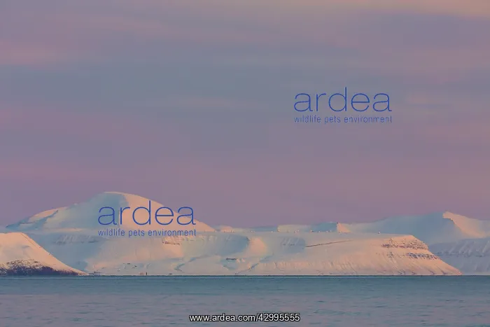 : Snow-covered mountain range at Billefjord - Svalbard : Snow-covered mountain range at Billefjord - Svalbard