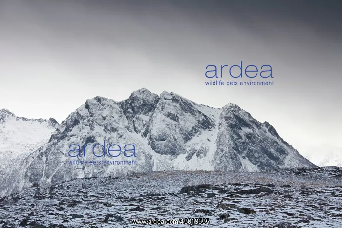 : Snow covered Mountains in winter : Snow covered Mountains in winter