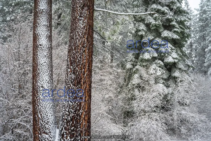 : Snow covered pines, Green Valley Lake, California, USA : Snow covered pines, Green Valley Lake, California, USA