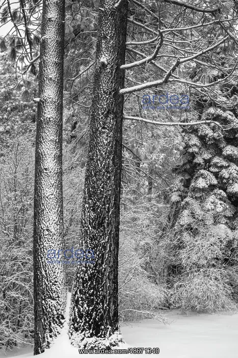 : Snow covered pines, Green Valley Lake, California, USA : Snow covered pines, Green Valley Lake, California, USA
