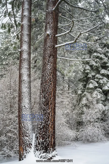 : Snow covered pines, Green Valley Lake, California, USA : Snow covered pines, Green Valley Lake, California, USA