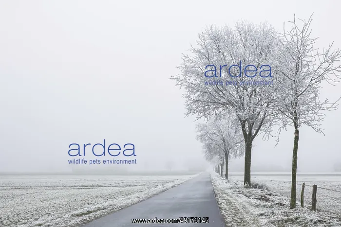 : A snow-covered road stretches under foggy : A snow-covered road stretches under foggy